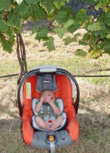 Baby Grape goes to harvest on August 4th, 2012