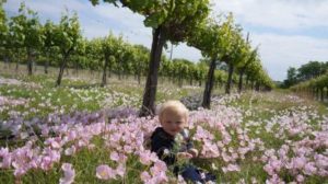 Baby in Vineyard