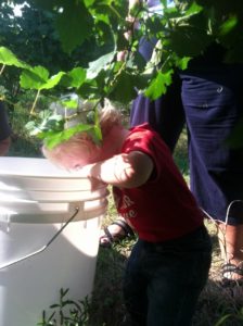 yes, picking grapes is so easy that #wineryboy has been doing it since he was #winerybaby
