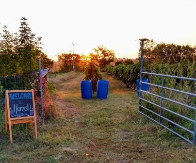 welcome to harvest sign next to open gate to vineyard.  sun rising in background