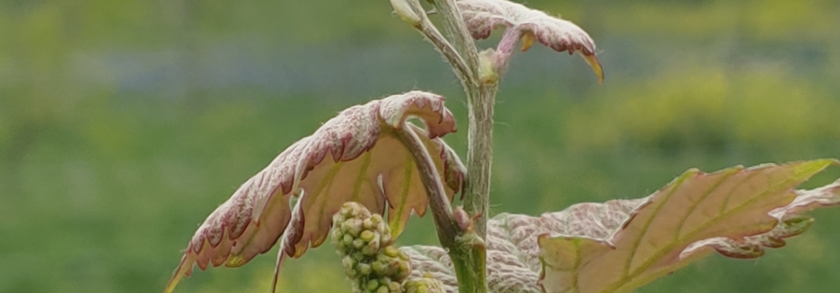 cabernet sauvignon shoot in early spring