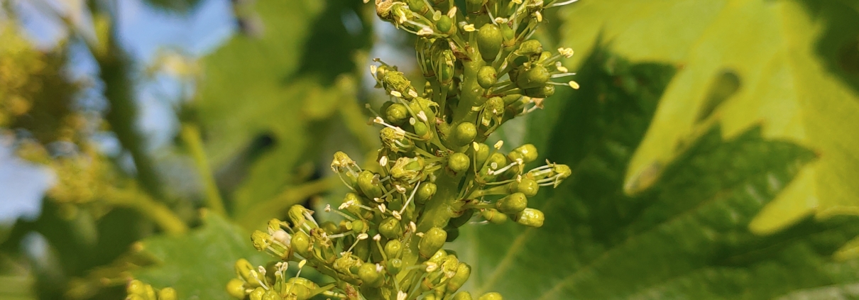 chardonnay flowers